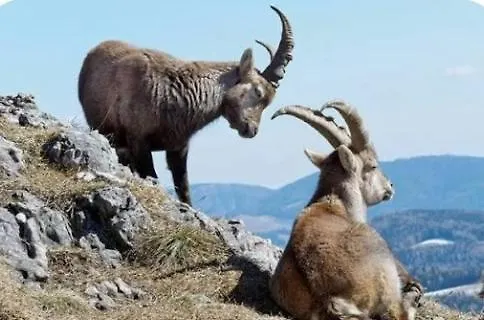 Almenland Familie Bruggraber Mit 2 Schlafzimmer Apartment *